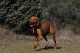 VIZSLA poil court 041